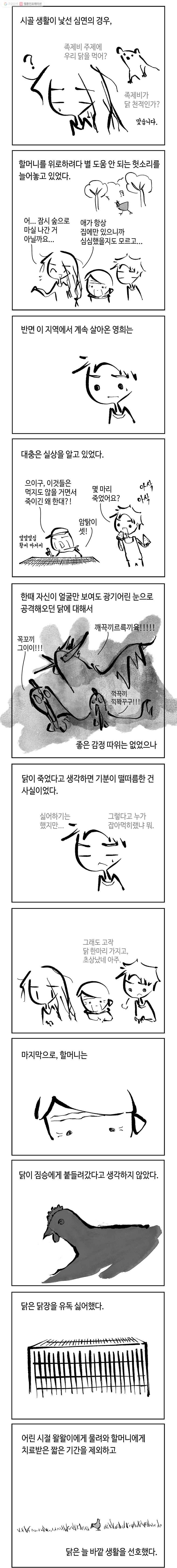 닭은 의외로 위대하다 43화 4.닭 도둑 4 3