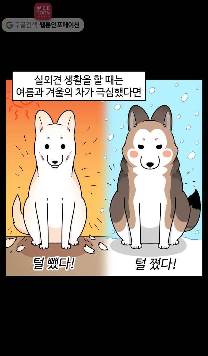 노곤하개 시즌3 21화 실내견의 털갈이 3