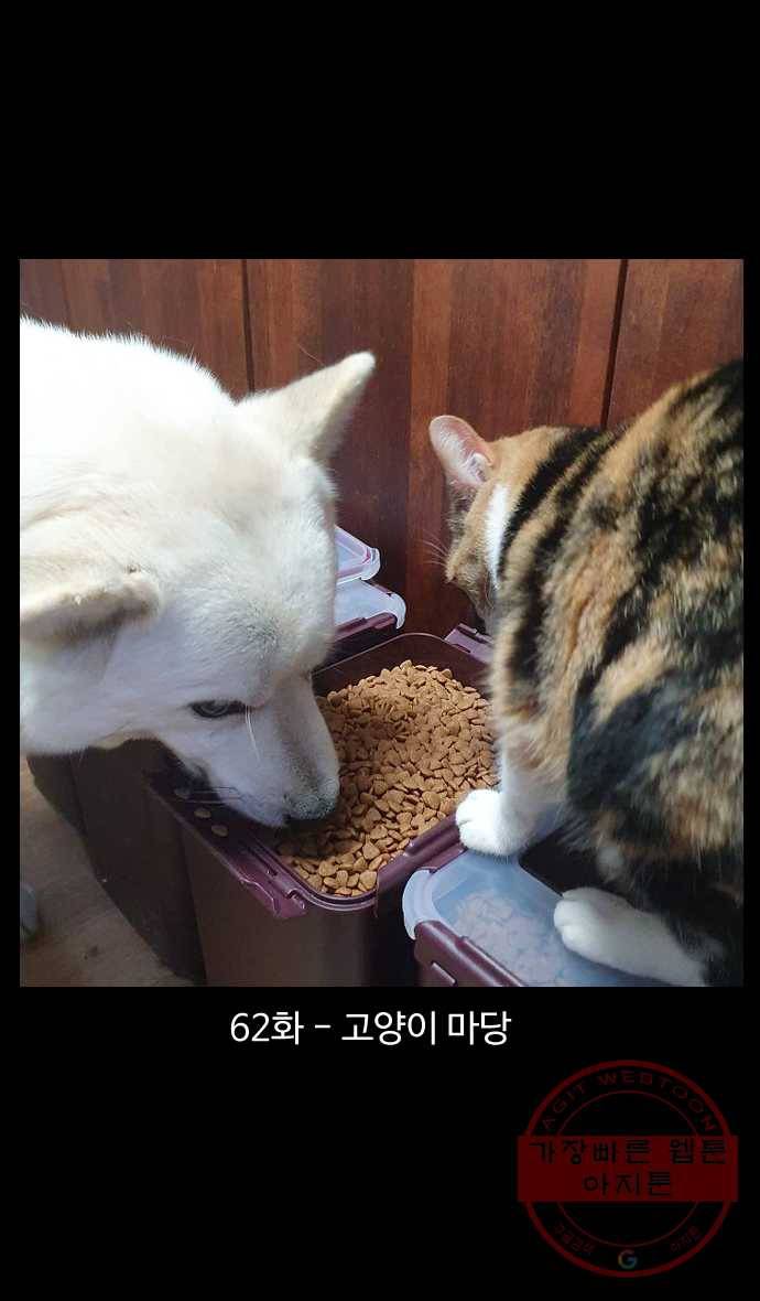 노곤하개 시즌4 62화 고양이 마당 1