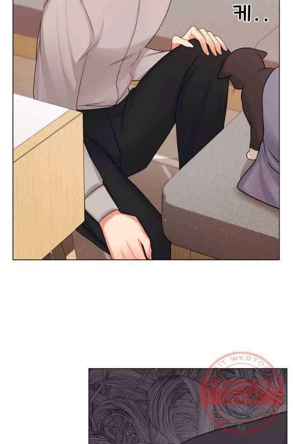 우리집 고양이는 베지테리언 참견하지 마세요 79