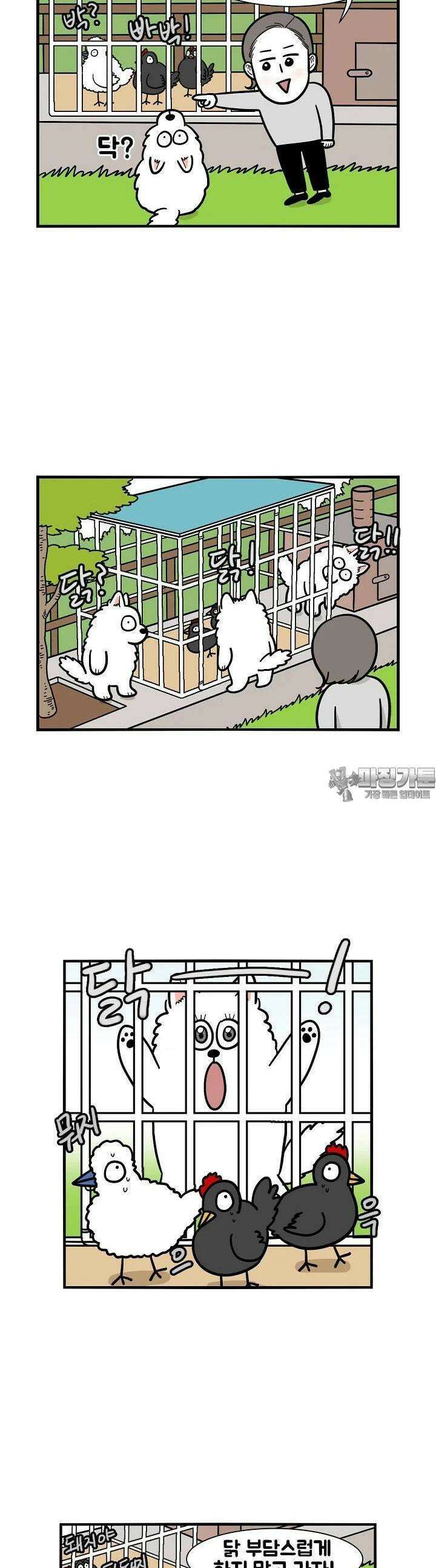극한견주 31화 닭 1 2