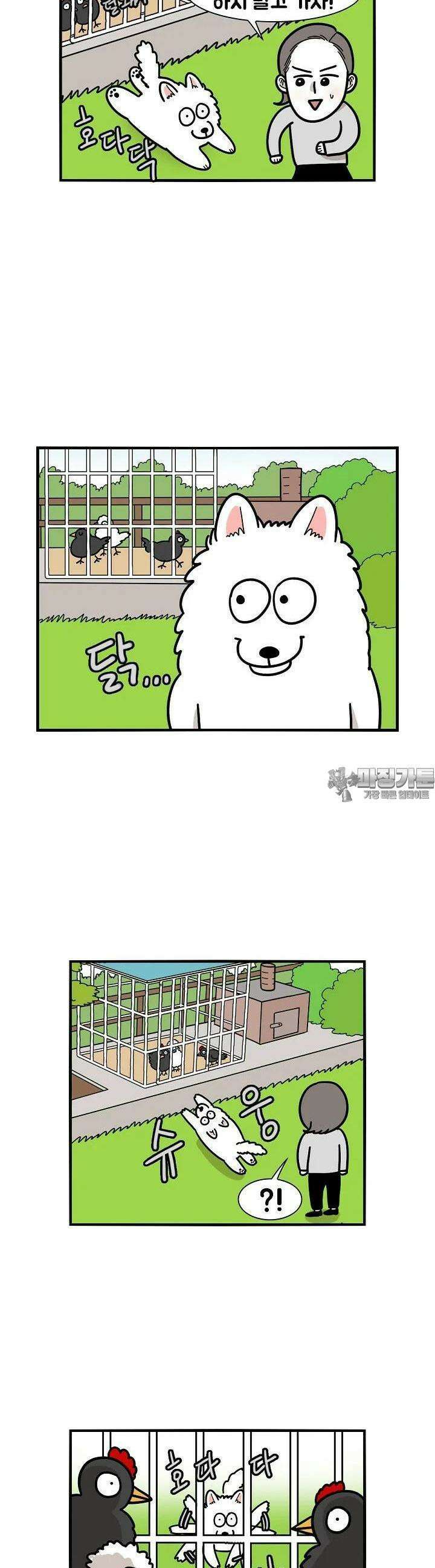 극한견주 31화 닭 1 3
