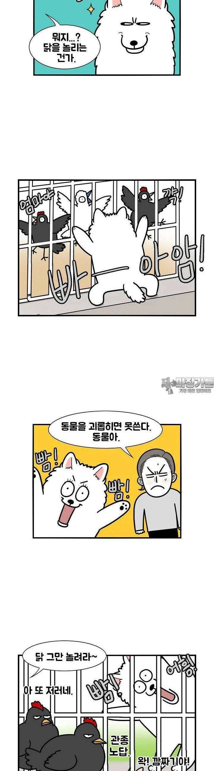 극한견주 31화 닭 1 5