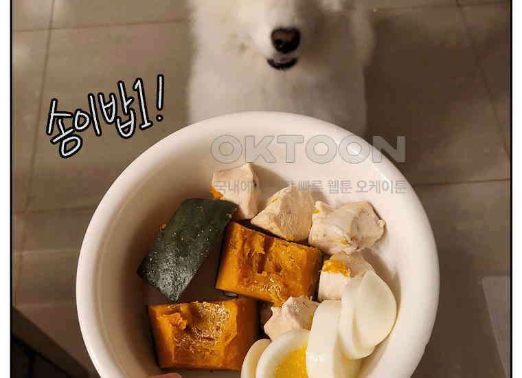 극한견주 시즌2 34화 솜이밥 만들기 49