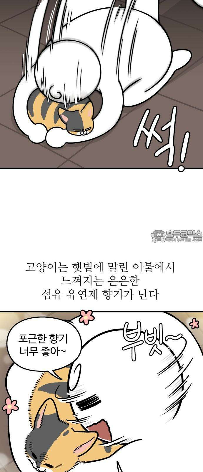 노곤하개 쇼츠 고양이의 미스터리 3