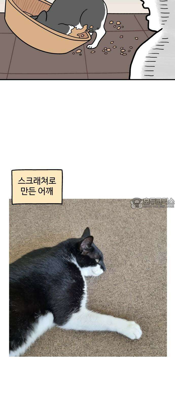노곤하개 쇼츠 고양이의 미스터리 12