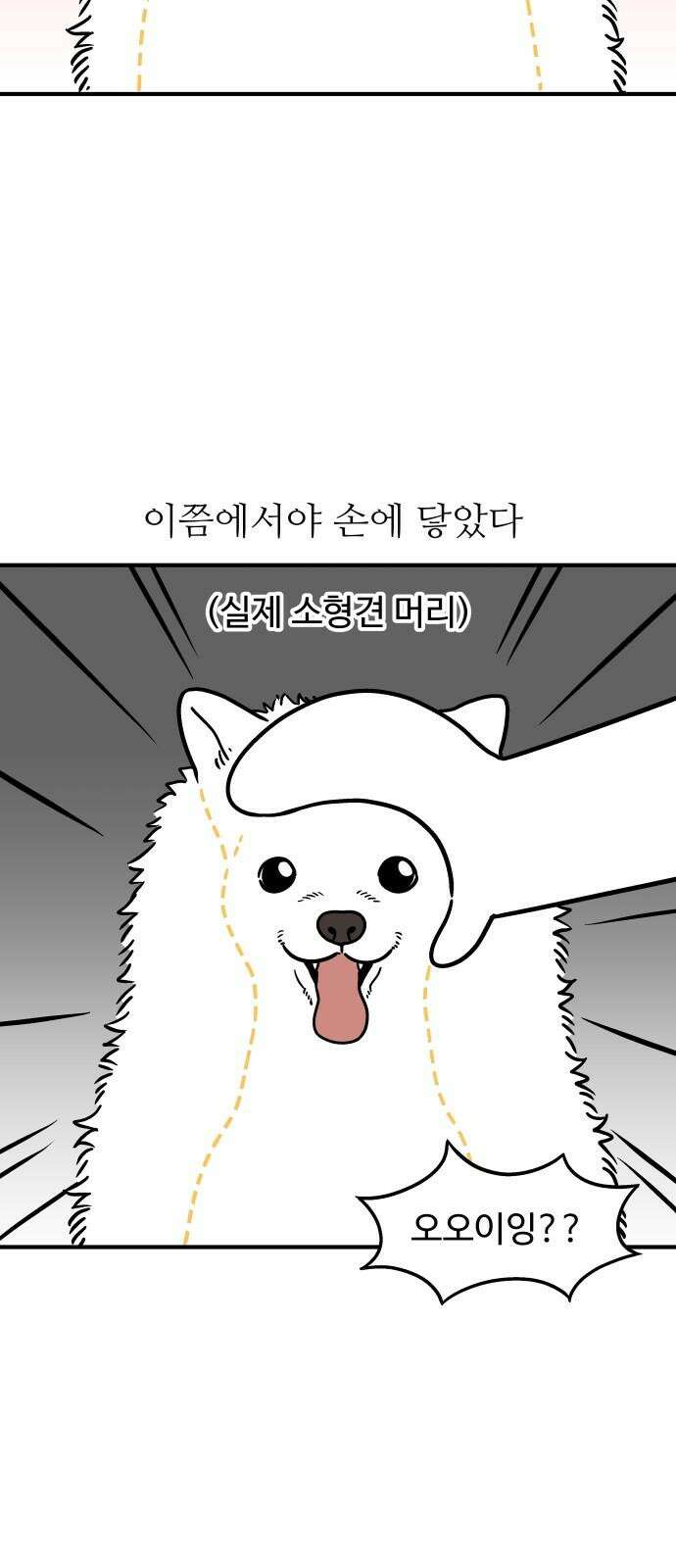 노곤하개 쇼츠 작은 강아지 4