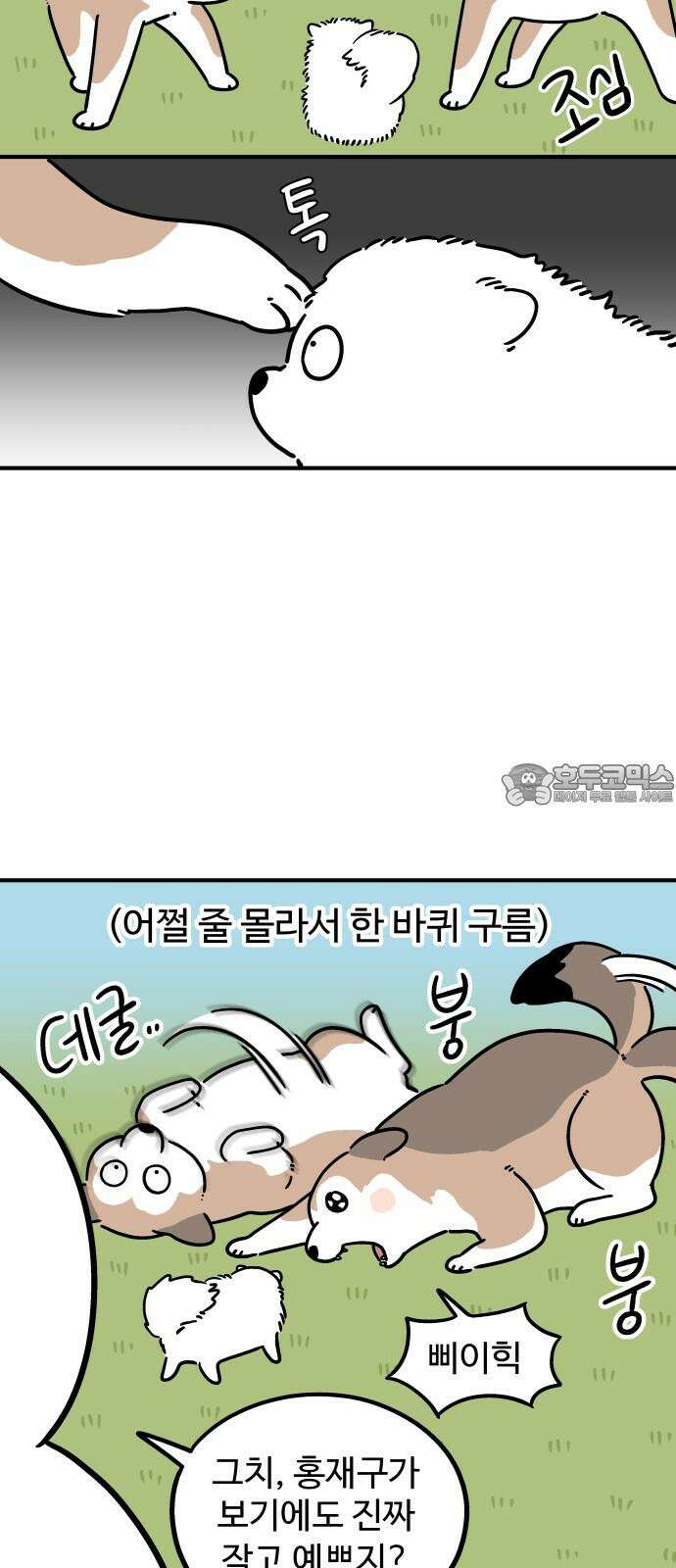 노곤하개 쇼츠 작은 강아지 6