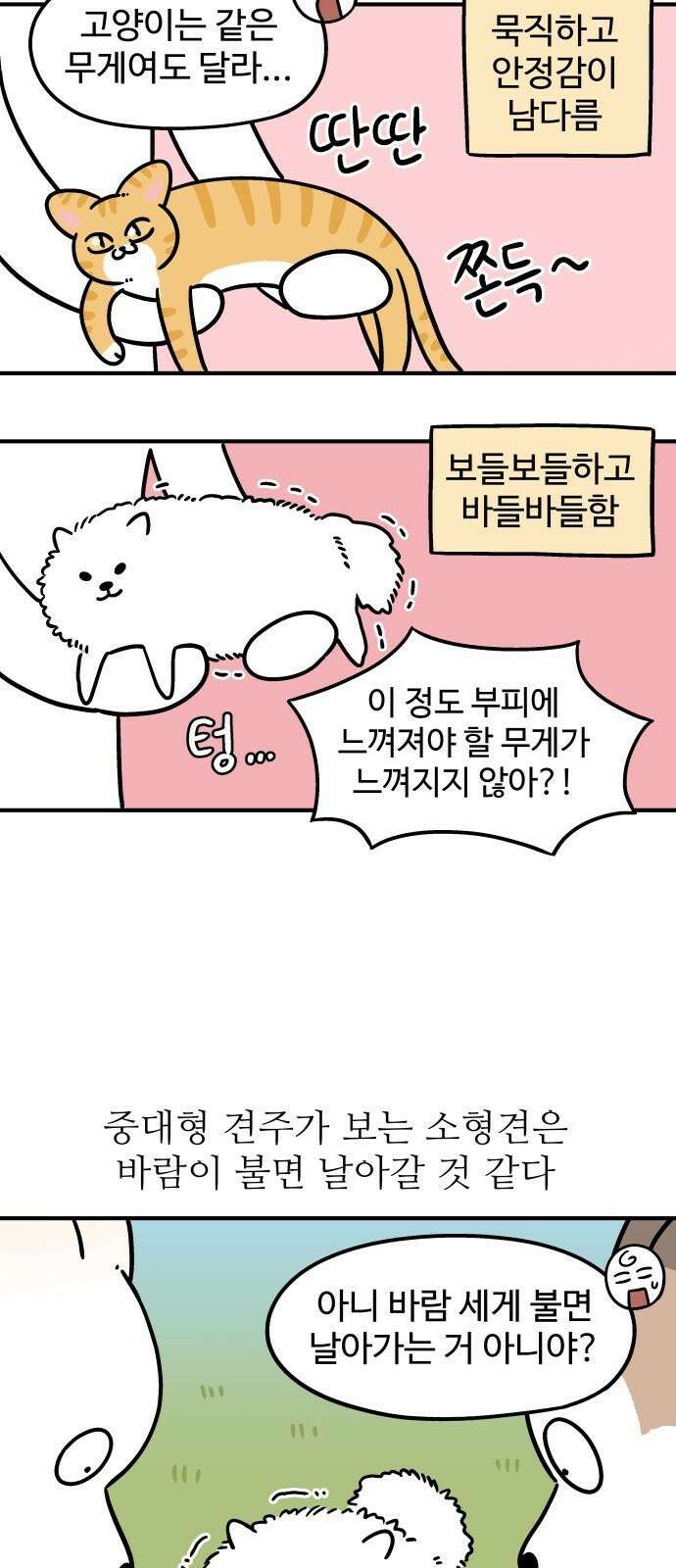 노곤하개 쇼츠 작은 강아지 8