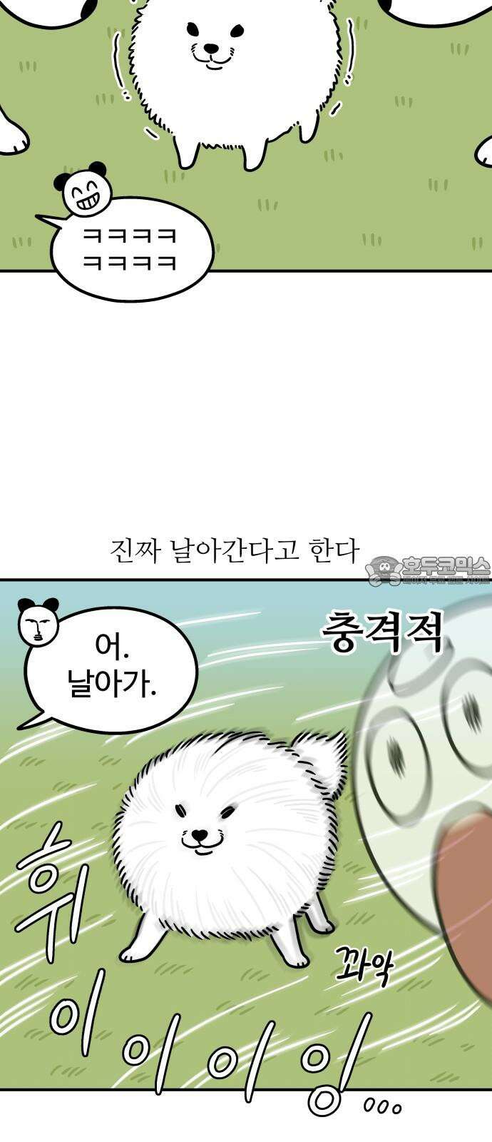 노곤하개 쇼츠 작은 강아지 9