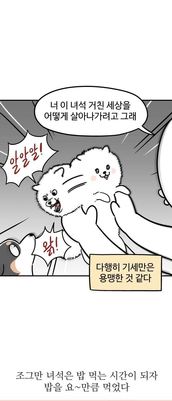 노곤하개 쇼츠 작은 강아지 10