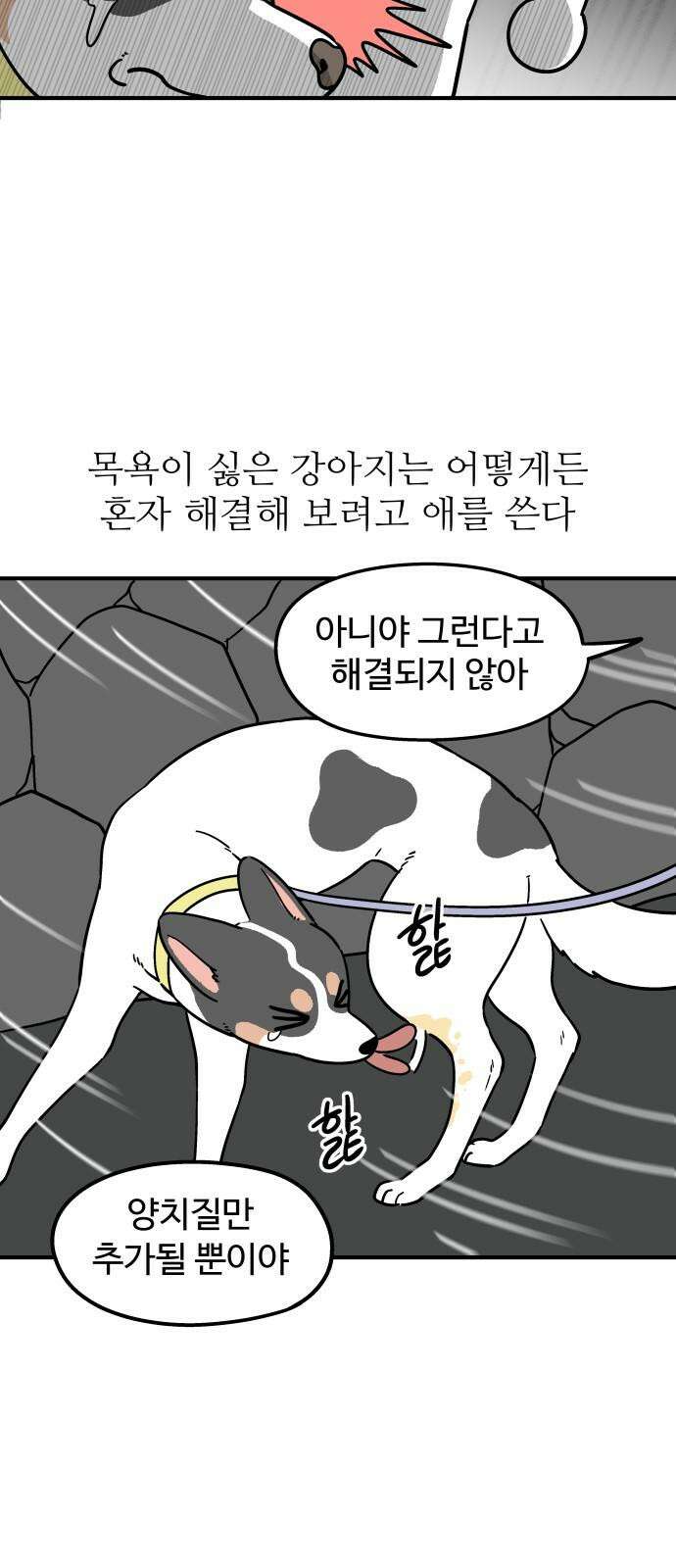 노곤하개 쇼츠 제주도 강아지 4