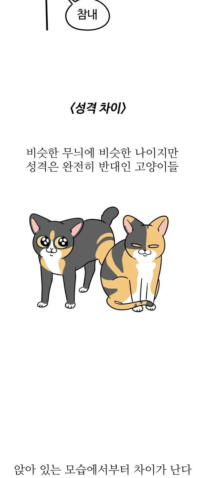 노곤하개 쇼츠 제주도 강아지 7