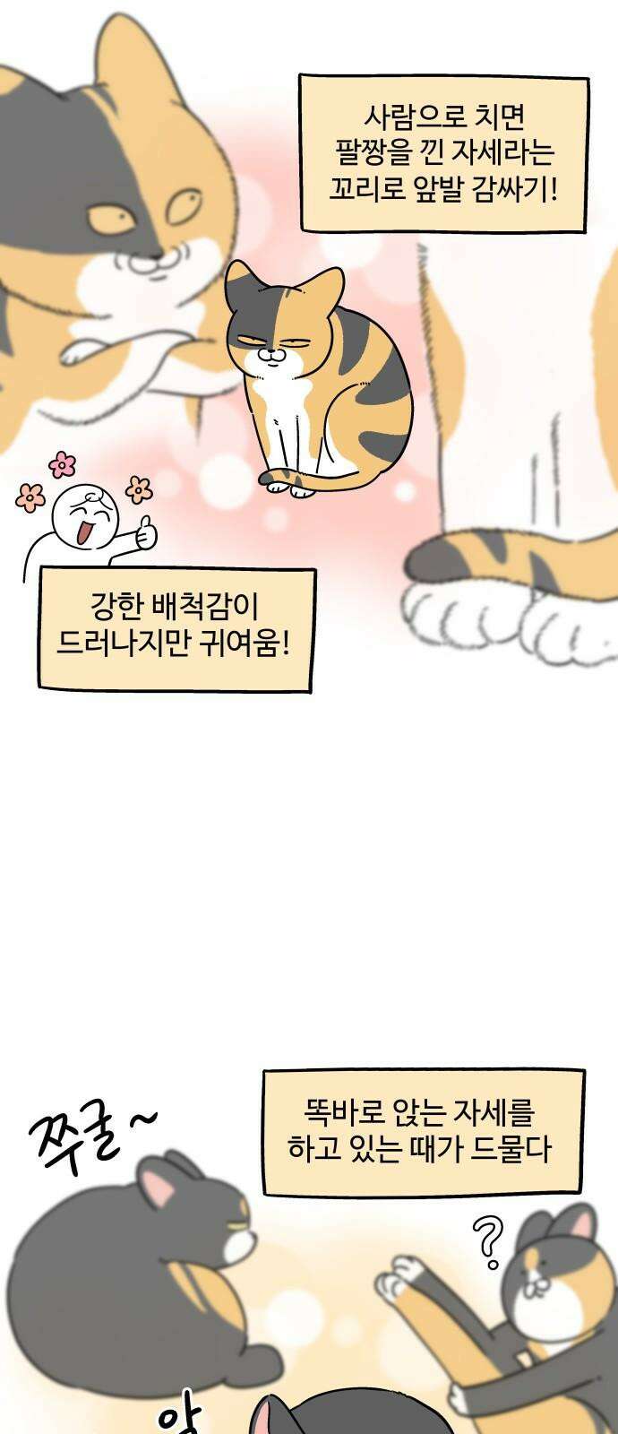 노곤하개 쇼츠 제주도 강아지 8