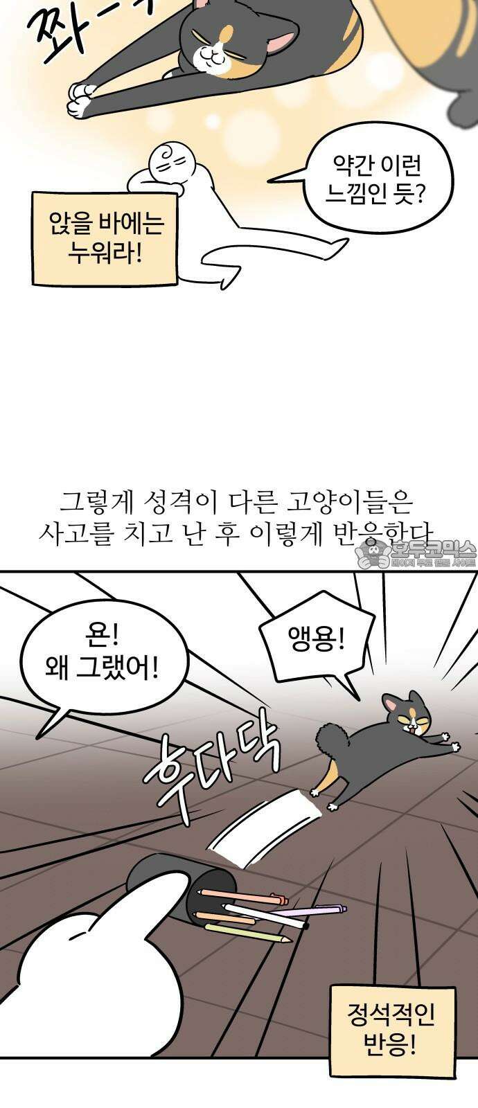 노곤하개 쇼츠 제주도 강아지 9
