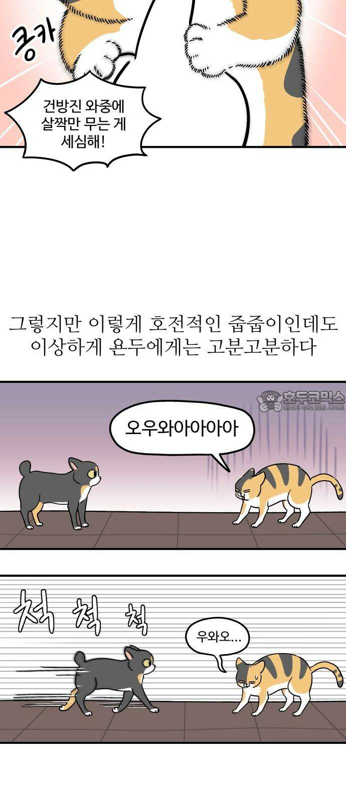 노곤하개 쇼츠 제주도 강아지 12