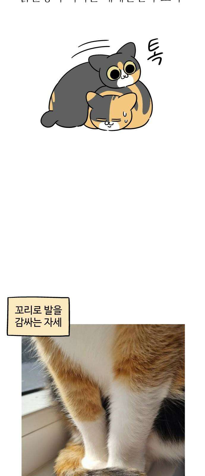 노곤하개 쇼츠 제주도 강아지 14