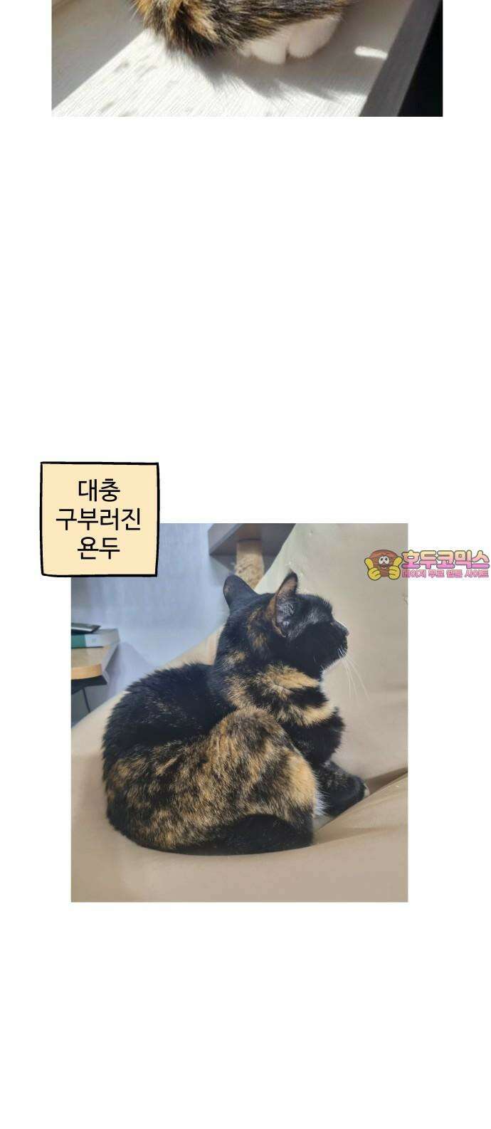 노곤하개 쇼츠 제주도 강아지 15