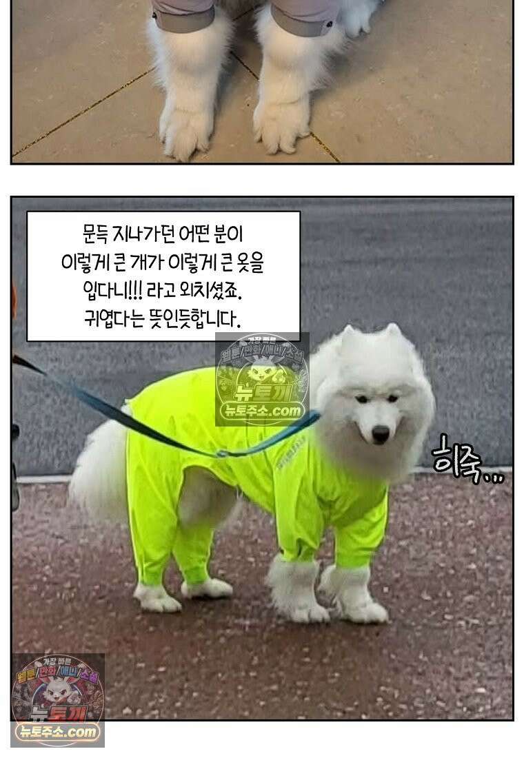 극한견주 시즌2 45화 솜이의 겨울 산책룩 27