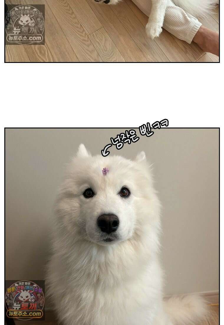 극한견주 시즌2 98화 병원에서 만난 친구들 26