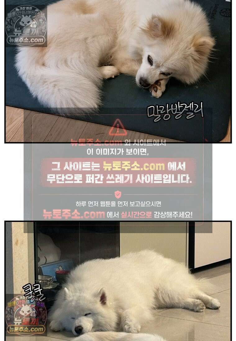 극한견주 시즌2 113화 말랑발바닥 25