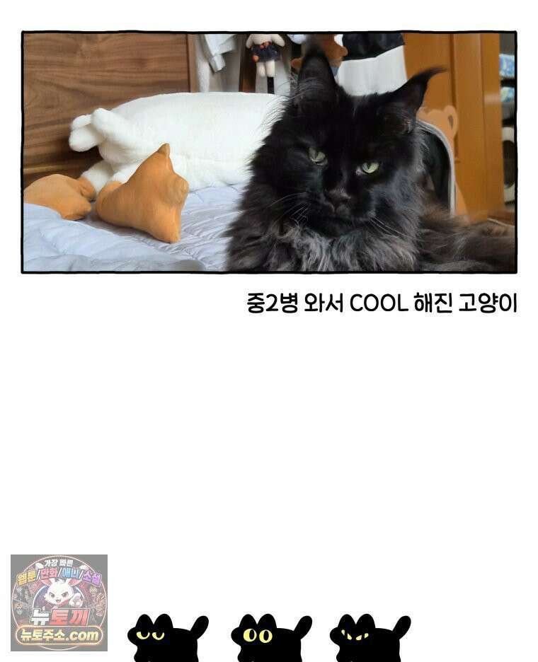 먼지 덩어리 짱덕 46． 1주년 고양이 10