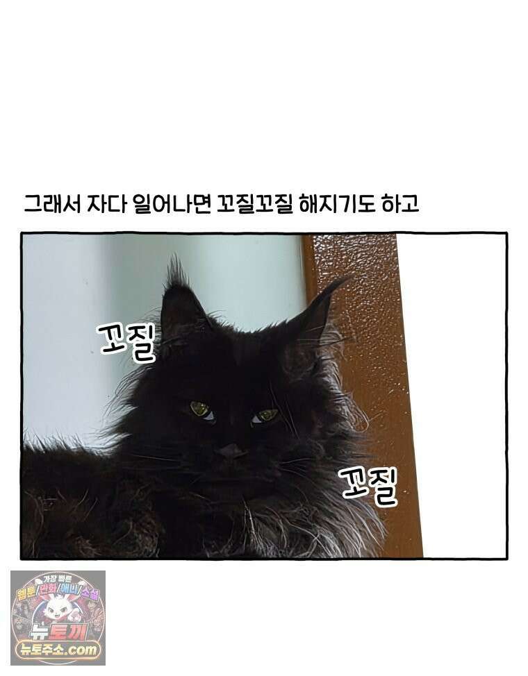 먼지 덩어리 짱덕 51． 장모종 고양이 2