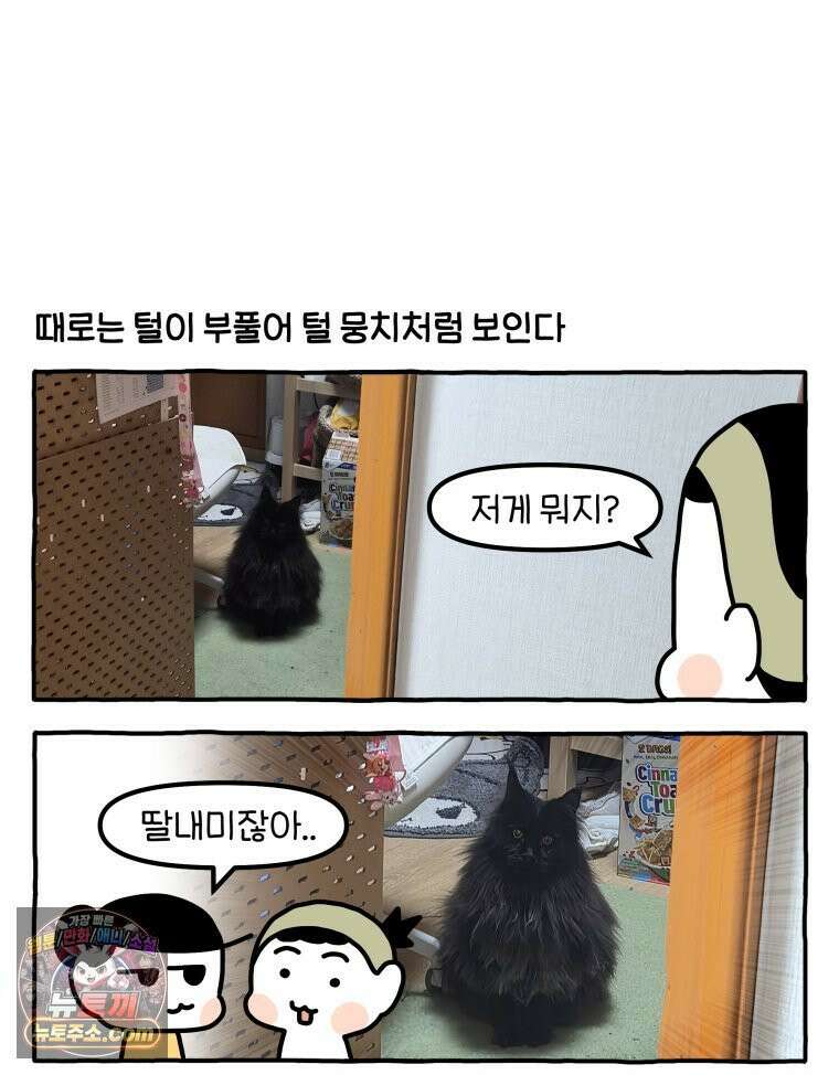 먼지 덩어리 짱덕 51． 장모종 고양이 3