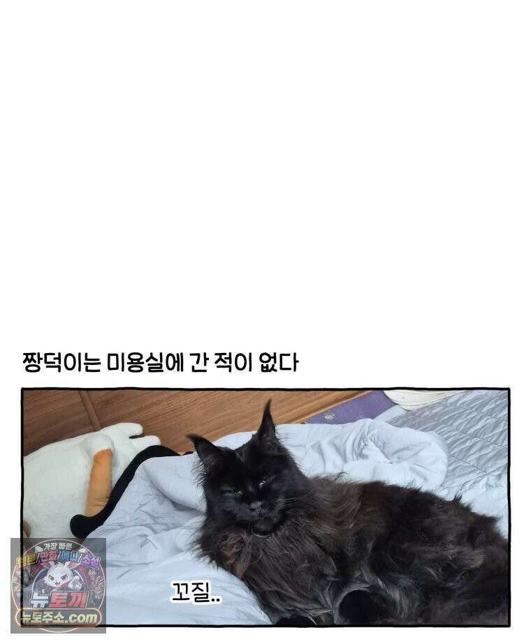 먼지 덩어리 짱덕 61． 고양이 미용 3