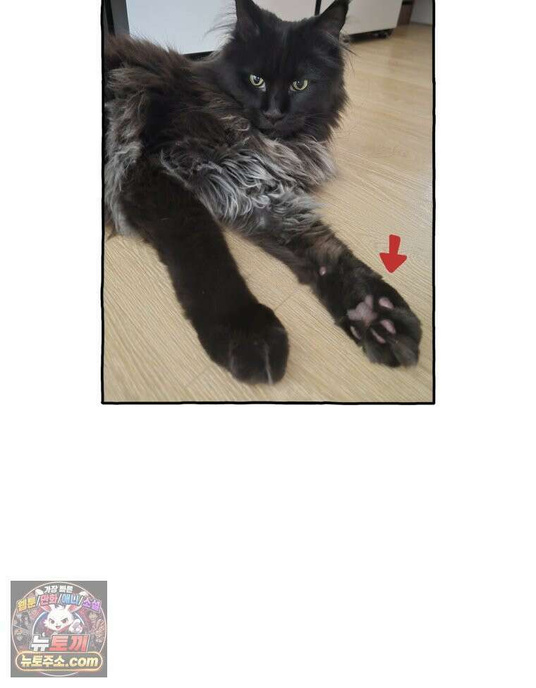 먼지 덩어리 짱덕 61． 고양이 미용 14