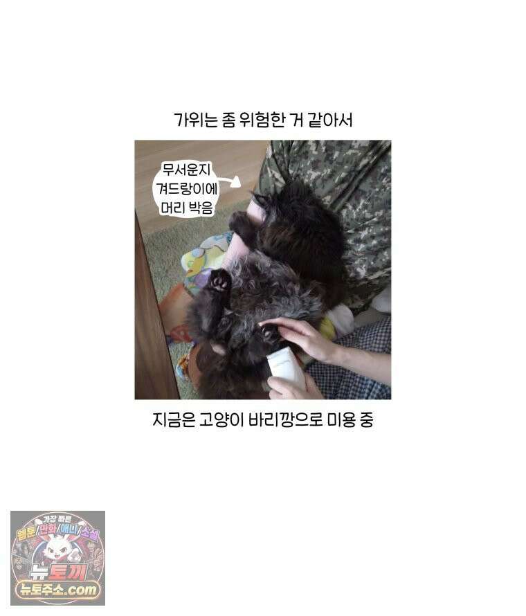 먼지 덩어리 짱덕 61． 고양이 미용 37